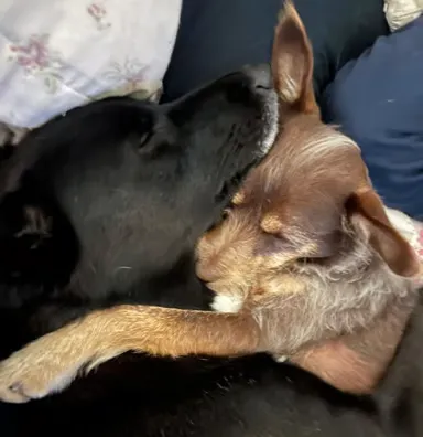 La Lina y el Puck (en ese orden) durmiendo muy abrazados, mis perros, una es negra y el otro marrón.